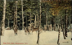 Ross Park Deer Postcard