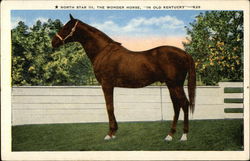 North Star III, The Wonder Horse, "In Old Kentucky" Lexington, KY Horse Racing Postcard Postcard