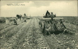 Potato Harvesting in Maine Postcard