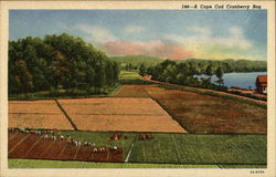 A Cape Cod Cranberry Bog South Yarmouth, MA Postcard Postcard