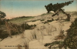 The Dunes on Cape Cod Massachusetts Postcard Postcard