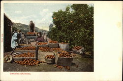 Grading Oranges Postcard