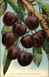 A Cluster of Black Tartarian Cherries Postcard