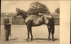 H. R. H. the Prince of Wales's "Persimmon". Winner of the Derby 1896 Postcard