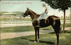 A Perfect Specimen of a Winner Horse Racing Postcard Postcard