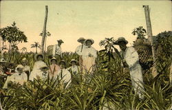 In a pineapple grove on banks of the Canal Fruit Postcard Postcard