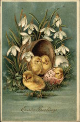 Easter Greetings - Chicks and Snowdrops With Chicks Postcard Postcard