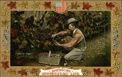 American Homestead Life - Man Gathering Grapes Postcard