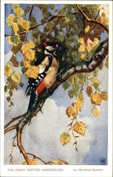 The Great Spotted Woodpecker Birds Postcard Postcard