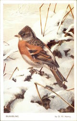 Brambling Bird Birds Postcard Postcard