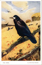 The Rook by Winifred Austen Postcard