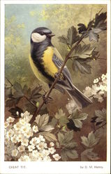 Great Tit Birds Postcard Postcard