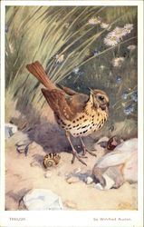 Song Thrush Postcard