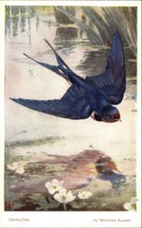 Swallow Birds Postcard Postcard