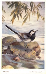 Wagtail by Winifred Austen Birds Postcard Postcard