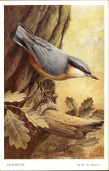 Nuthatch Postcard