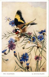 The Goldfinch by Winifred Austen Postcard