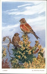 Linnet by Winifred Austen Postcard