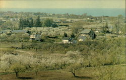 Fruit Blossoms, Niagara Peninsula Grimsby, ON Canada Ontario Postcard Postcard