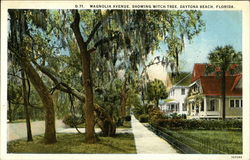 Magnolia Avenue, Showing Witch Tree Daytona Beach, FL Postcard Postcard