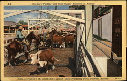 Cowboys Working with High-Quality Herefords in Arizona Postcard