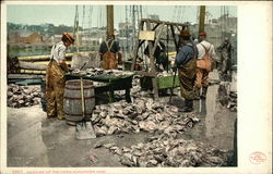 Fishermen Weighing Up the Catch Gloucester, MA Postcard Postcard