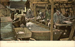 Splitting Fish Gloucester, MA Postcard Postcard