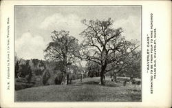 Waverley Oaks Postcard