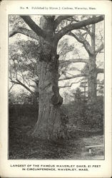 Largest of the Famous Waverley Oaks Postcard