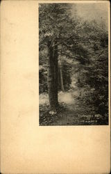 Turners Path To Mount Agassiz Bethlehem, NH Postcard Postcard