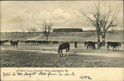 Winter Scene, Elmendorf Farm Lexington, KY Postcard Postcard