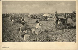 Peanut Field California Postcard Postcard