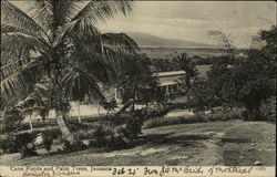 Cane Fields and Palm Trees Jamaica Postcard Postcard