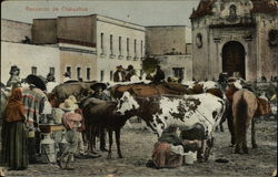 Milking the Cattle Postcard