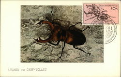 Lucane ou Cerf-Volant - stag beetle Postcard