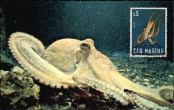 Aquarium Marin de Monaco Postcard