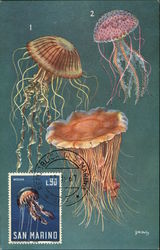 Venomous Jellyfish Postcard