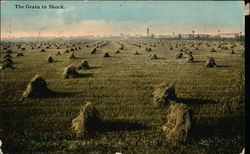 The Grain in Shock North Dakota Postcard Postcard