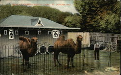 Moila's Camels, Krug's Park St. Joseph, MO Postcard Postcard