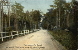 The Magnolia Road, Between Magnolia and Gloucester, Mass Postcard