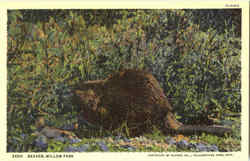 Beaver, Willow Park Postcard