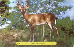 Lodi Deer Postcard