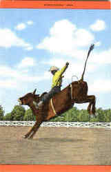 Steer Riding - Rodeo Postcard