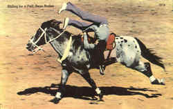 Riding For A Fall Reno Rodeo Postcard