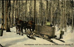 Gathering Sap in a Vermont maple sugar grove Postcard Postcard