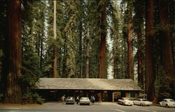 Richardson Grove Postcard