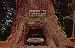 Chandelier Tree - Underwood Park Redwood Highway, CA Postcard Postcard