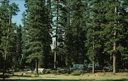 Typical Camping Area Under the Towering Ponderosa Pines at Lake Almanor, Calif Postcard