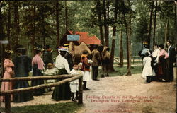 Feeding Camels in the Zoological Garden, Lexington Park Massachusetts Postcard Postcard