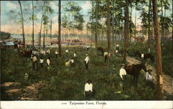 Turpentine Farm, Florida Postcard Postcard